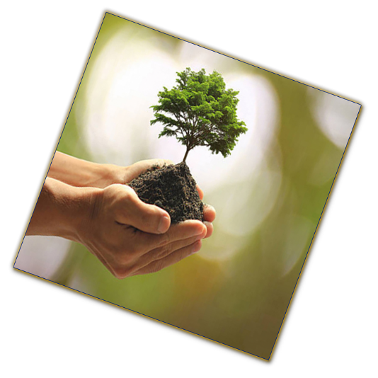 Simpatia de prosperidade para que a sua vida melhore.